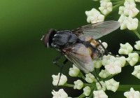 Musca-autumnalis